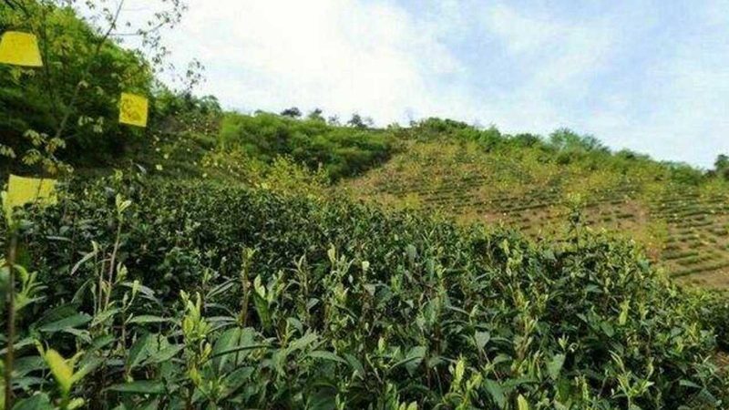 农业种植书籍加盟代理：如何选择合适的合作伙伴**
