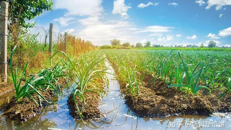 日光温室加盟代理，如何选择合适方案？**