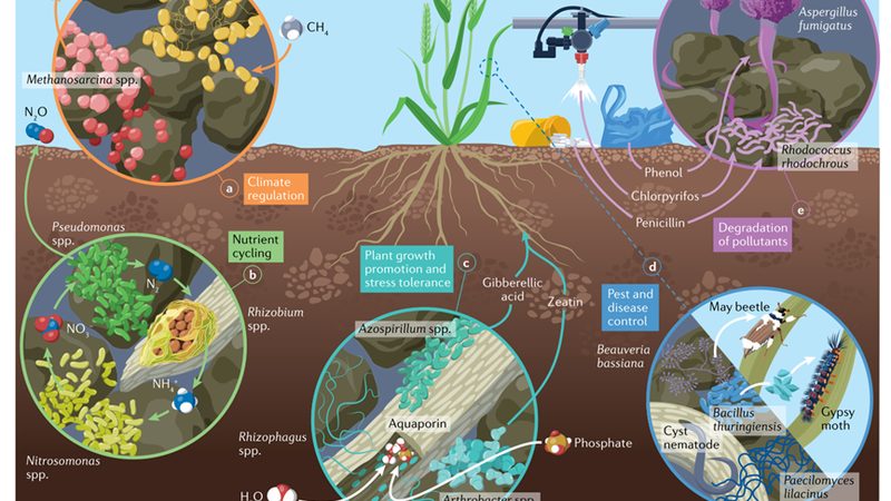 水果种植适合什么土壤类型